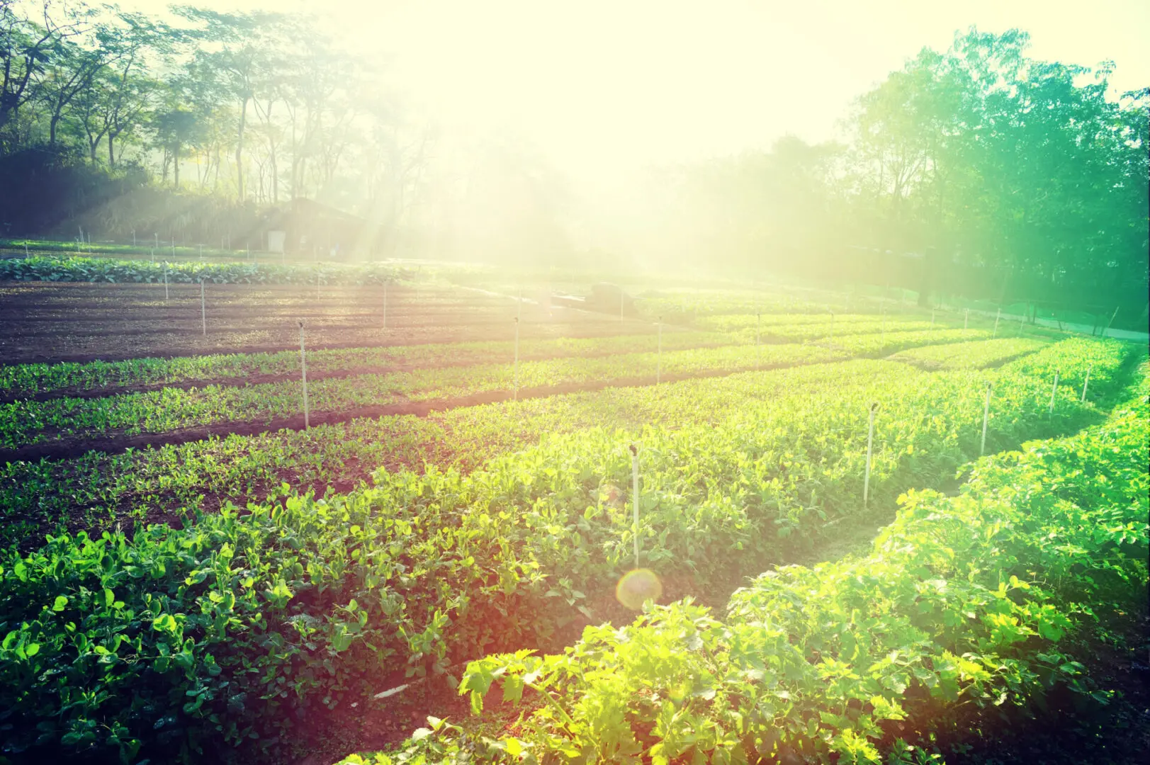 A field of green plants with sun shining through.